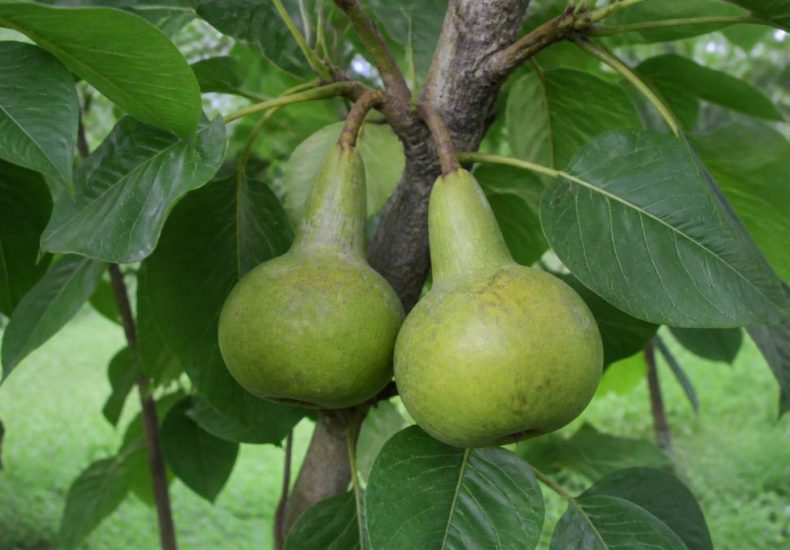 Poire bouteille arbre : tout savoir sur ce fruit insolite
