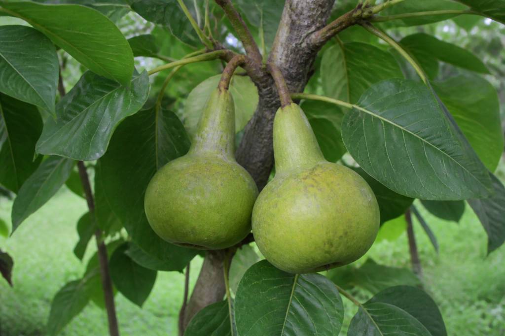 Poire bouteille arbre : tout savoir sur ce fruit insolite
