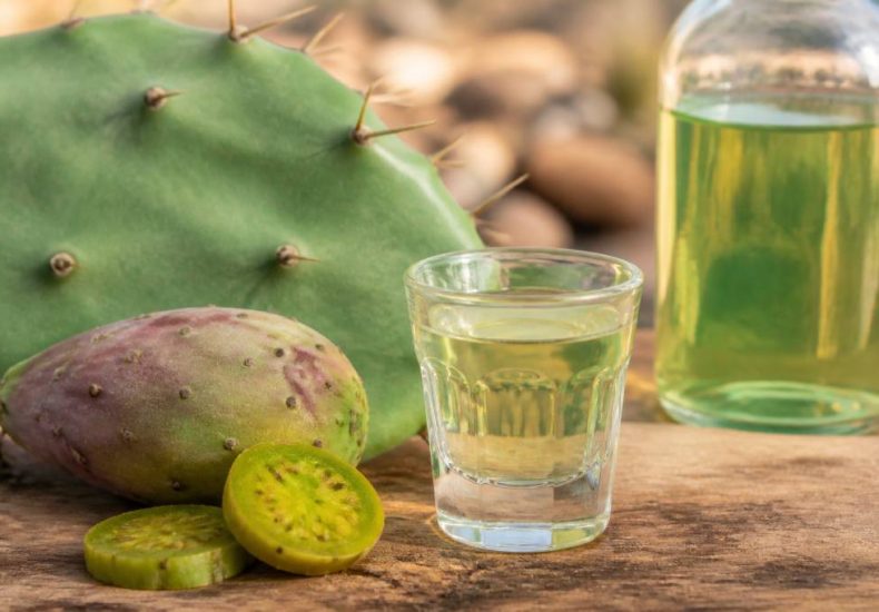 Liqueur de cactus : tout savoir sur cet ingrédient exotique