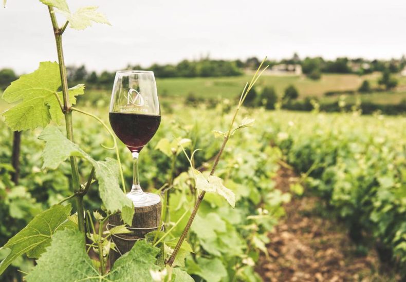 Pourquoi les creisses sont devenues une référence des vins du languedoc