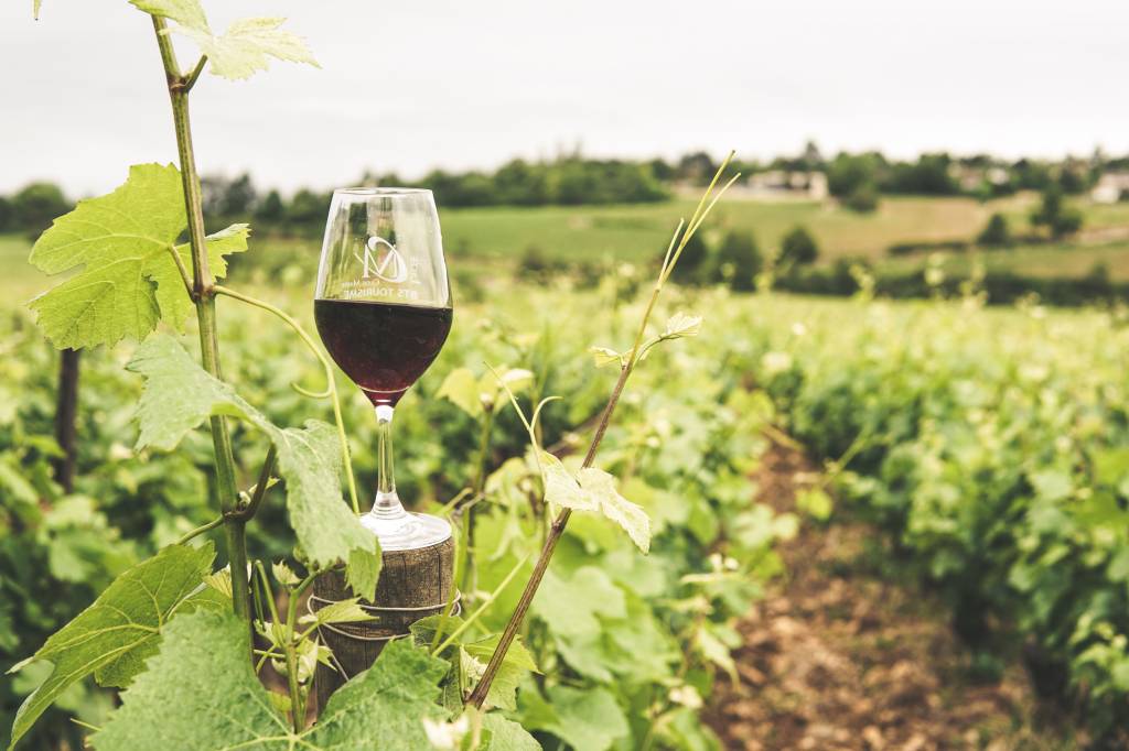 Pourquoi les creisses sont devenues une référence des vins du languedoc